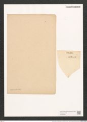 Navicula viridula var. avenacea (Breb.) Grun. (de-Toni-Nr.: Genus 1, Species 106) Zeichnungen Sammlung Grunow (NHMW-BOT-W0366556)